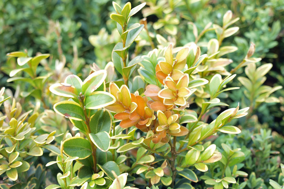 Buxus met gele blaadjes door voedingsgebrek