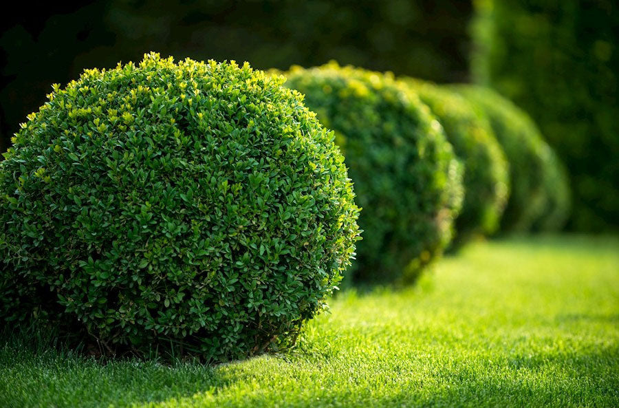 Buxus bollen langs grasveld