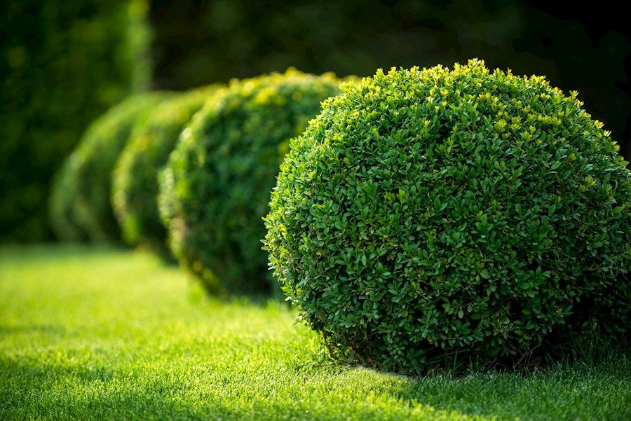 rij Buxusbollen aan de rand van een grasveld