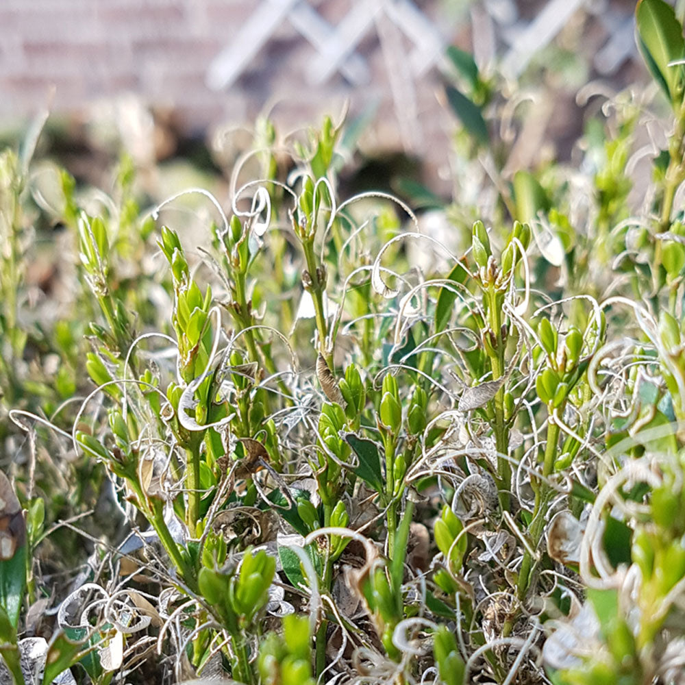 Buxus aangetast door Buxusrups herstelt zich en maakt nieuwe knoppen