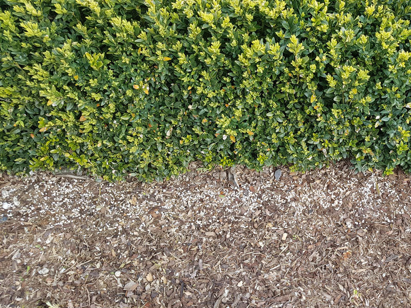 Topbuxus Grow buxusvoeding gestrooid langs een Buxushaag