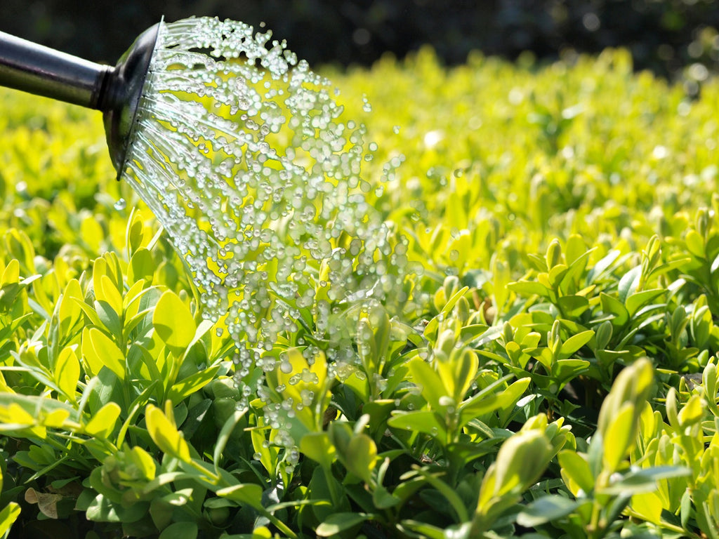 Buxus die water gegeven wordt met een gieter