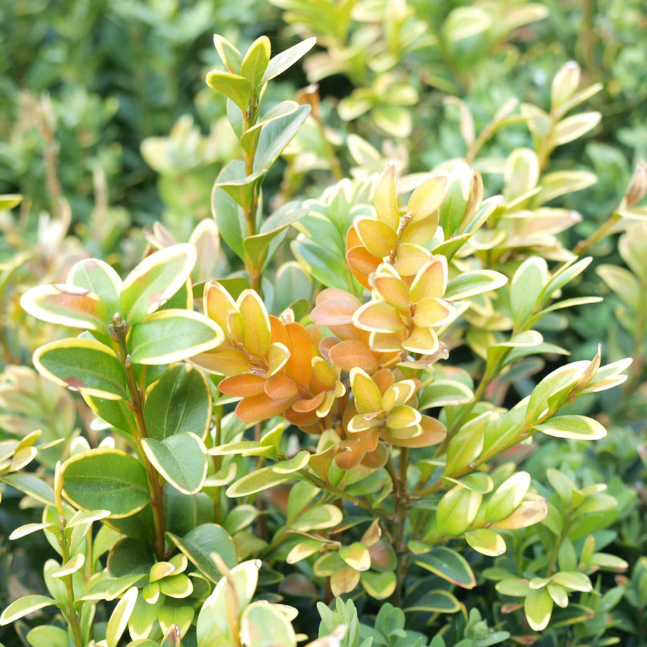 TOPBUXUS GROW